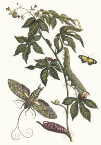 Ricinus d'Amerique من كتاب التحول من الحشرات السورينامية ، 1705. بواسطة ماريا سيبيلا ميريان