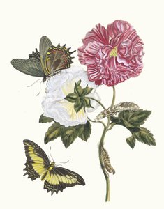 روزير. من كتاب Metamorphosis insectorum Surinamensium ، 1705.