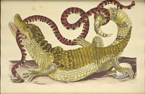 تمساح Caiman Caiman ذو النظارة وثعبان مرجاني كاذب ، 1705. بواسطة ماريا سيبيلا ميريان