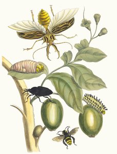 طروبة. من كتاب Metamorphosis insectorum Surinamensium ، 1705.