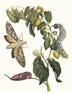 زرساك. من كتاب Metamorphosis insectorum Surinamensium ، 1705. بواسطة ماريا سيبيلا ميريان