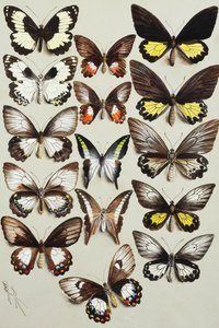 خمسة عشر فراشة الذيل بشق (عائلة Papilionidae) في ثلاثة أعمدة