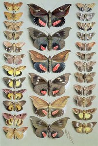 Papuan Moths ، 1917-18