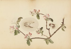 ألبوم مدام ب ، 1870. بواسطة ماري بلانش هينيل فورنييه