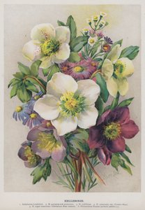 Hellebores بواسطة ماري لو