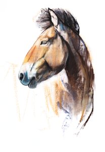Desert Spirit (Przewalski) ، 2013 ، (باستيل وفحم على ورق)