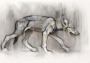 Lean Pup (Arabian Wolf) ، 2009 (كونت وفحم على ورق) بواسطة مارك ادلينجتون
