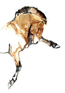 Stallion (Przewalski) ، 2013 (حبر سنيلير ، ألوان مائية وغواش)