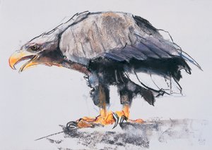 نسر البحر أبيض الذيل ، 2001 (فحم وكونت على الورق) بواسطة مارك ادلينجتون