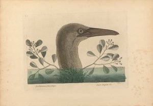 A Thymelaea foliis Obsetusis ؛ Anseri Bassano & c: The Great Booby ، Plate 86 من "التاريخ الطبيعي لكارولينا وفلوريدا وجزر الباهاما" ، المجلد الأول ، الطبعة الثانية ، لندن 1754 بواسطة مارك كاتيسبي