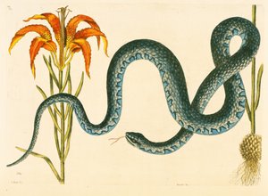 Anguis، the Wampum Snake، لوحة 58 ، المجلد. 1 من "التاريخ الطبيعي لكارولينا وفلوريدا وجزر البهاما" بواسطة مارك كاتيسبي