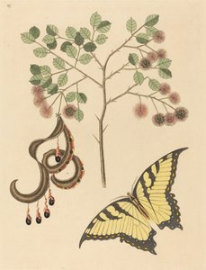 مخلب القط Mimosa circinalis ، نُشر في 1731-1743. بواسطة مارك كاتيسبي