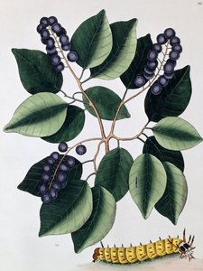 حمامة البرقوق والكاتربيلر ذو القرن العظيم ، 1771 بواسطة مارك كاتيسبي