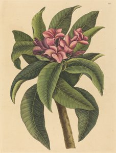 Red Frangipanni Plumeria rubra ، نُشر في 1731-1743. بواسطة مارك كاتيسبي