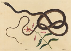 ثعبان المدرب السوط (كولوبر سوط) بواسطة Mark Catesby