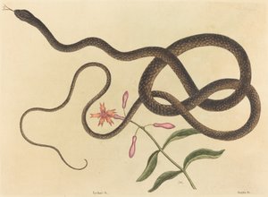 سوط Coach-whip Snake Coluber ، تم نشره في 1731-1743. بواسطة مارك كاتيسبي