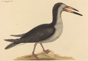 The Cutwater Rhynchops nigra ، نُشر في 1731-1743. بواسطة مارك كاتيسبي