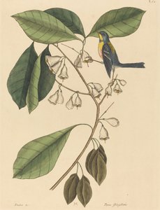 The Finch Creeper Parus americanus ، نُشر في 1731-1743. بواسطة مارك كاتيسبي