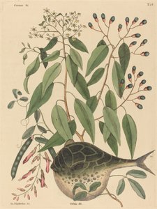 سمكة الكرة الأرضية (Tetrodon lagocephalus) بواسطة مارك كاتيسبي