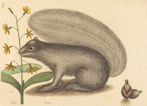 سنجاب غراي فوكس Sciurus cinereus ، نُشر في 1731-1743. بواسطة مارك كاتيسبي