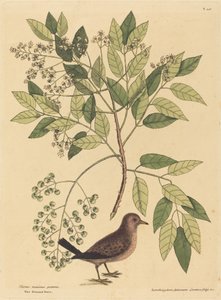 The Ground Dove Columba passerina ، التي نُشرت في 1731-1743. بواسطة مارك كاتيسبي