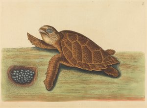 The Hawks-bill Turtle Testudo caretta ، نُشر في 1731-1743. بواسطة مارك كاتيسبي