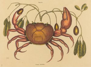 The Land-Crab Cancer ruricola ، نُشر في 1731-1743. بواسطة مارك كاتيسبي
