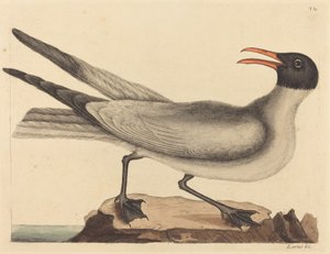 النورس الضاحك (Larus articilla) بواسطة مارك كاتيسبي
