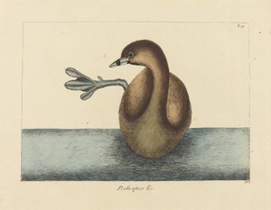 The Pied-billed Dobchick (Colymbus podiceps) بواسطة مارك كاتيسبي