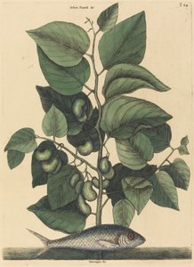 كارولينا بيلشارد الأرجنتين ، نُشرت في 1731-1743. بواسطة مارك كاتيسبي