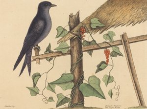 ذا بيربل مارتن هيروندو بوربوريا ، نُشر في 1731-1743. بواسطة مارك كاتيسبي