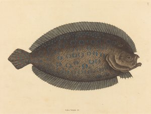The Sole Pleuronectes lunatus ، نُشر في 1731-1743. بواسطة مارك كاتيسبي