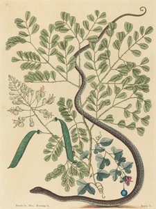 ثعبان الشريط المرقط Coluber nebulosus ، نُشر في 1731-1743. بواسطة مارك كاتيسبي