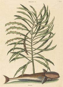 السمكة الماصة (Echeneis naucratis) بواسطة مارك كاتيسبي