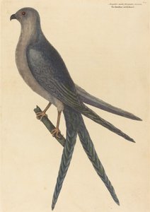 The Swallow Tail Hawk Falco furcatus ، نُشر عام 1754. بواسطة مارك كاتيسبي