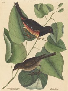 The Towhe Bird Fringilla erythrophthalma ، نُشر عام 1754. بواسطة مارك كاتيسبي