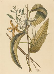 The Vanelloe Epidendrum Vanilla ، نُشر في 1731-1743. بواسطة مارك كاتيسبي