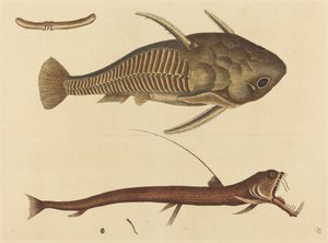 فم الأفعى (كاتافراكتوس Silurus) بواسطة مارك كاتيسبي