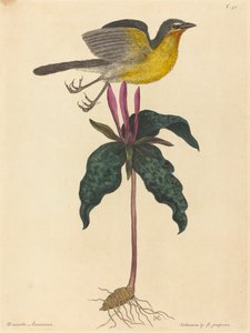 محادثة صفراء الصدر ، نُشرت عام 1754. بواسطة مارك كاتيسبي