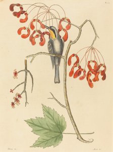 The Yellow Throated Creeper ، تم نشره عام 1754. بواسطة مارك كاتيسبي
