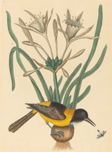 الأصفر والأسود بيي (Oriolus Icterus) بواسطة مارك كاتيسبي