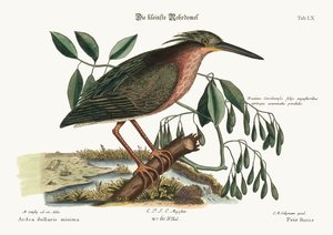 بيترن الصغيرة ، 1749-1773 بواسطة مارك كاتيسبي