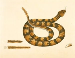 Viper Caudison Snake ، أفعى الجر ، لوحة 41 ، المجلد. 1 ، من "التاريخ الطبيعي لكارولينا وفلوريدا وجزر البهاما" بواسطة مارك كاتيسبي