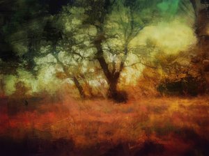 الغابات في دير كالكه