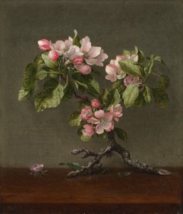 أزهار التفاح ، 1873. بواسطة Martin Johnson Heade
