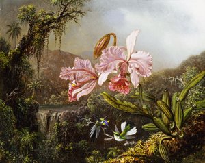 بساتين الفاكهة والطيور الطنانة في غابة برازيلية ، ج. 1871-72