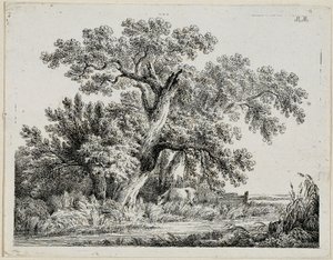 منظر جمالي
