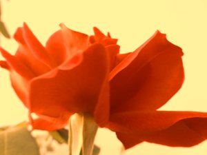 روز ديجيتال آرت بواسطة مارتينا كونيتزكي