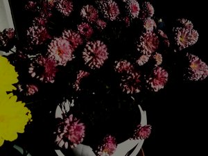 أقحوان5 بواسطة مارتينا كونيتزكي