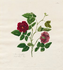 مجموعة من الورود من الطبيعة: Dark China Rose، 1799. بواسطة ماري لورانس